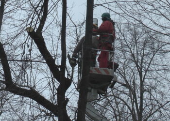 Wycinają drzewa w parku Planty