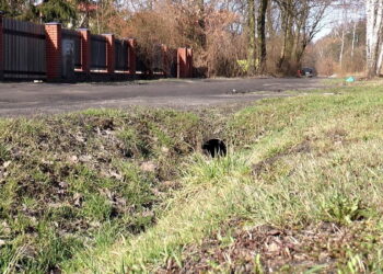 „Trutnie i szkodniki”, czyli ul. Małcużyńśkiego w Radomiu będzie przebudowana