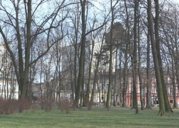 Po kontroli w ZUK. Połowa drzew zostaje
