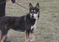 Husky czeka na dom