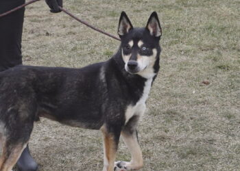 Husky czeka na dom