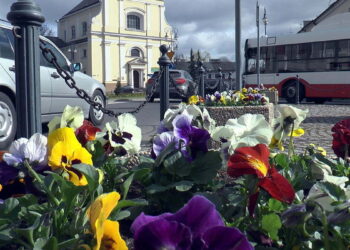 Kwiaty na skwerach i klombach za prawie 250 tys. zł