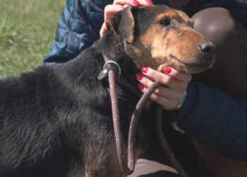 Trick czeka na adopcję!
