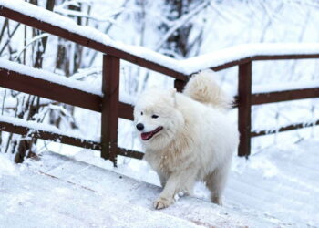 Rasy psów- amstaff i samojed