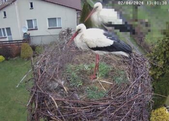 Powrót bocianów – Klekotka i Szperek znów są z nami