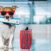 Linią BARK Air polecisz z psem. I to bez najmniejszego problemu