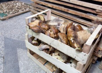 Chcą zmienić zasady przechowywania grzybów w sklepach