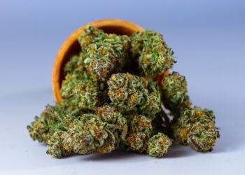 Legalna marihuana w Polsce to niekoniecznie czysty żart